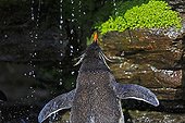 Rockhopper Penguin showering under a cliff - Falklands