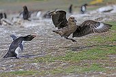 Rockhopper penguin chasing a Labbe of the colony - Falklands