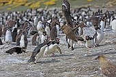 Rockhopper penguin chasing a Labbe of the colony - Falklands