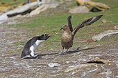 Rockhopper penguin chasing a Labbe of the colony - Falklands
