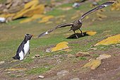 Rockhopper penguin chasing a Labbe of the colony - Falklands