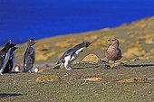 Rockhopper penguin chasing a Labbe of the colony - Falklands
