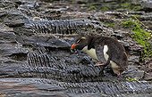 Rockhopper penguin drinking from a small source - Falkland Islands
