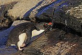 Rockhopper penguin drinking from a small source - Falkland Islands