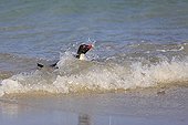 Rockhopper penguin landing on a beach - Falkland Islands