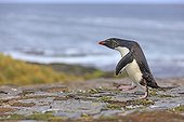 Rockhopper penguin walking on shore - Falkland Islands ; returning from fishing 