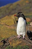 Rockhopper penguin on rock covered with lichen - Falkland Islands