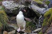 Rockhopper penguin on rock near sources - Falkland Islands