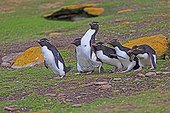 Rockhopper penguins walking on the shore - Falkland Islands ; to go fishing at sea