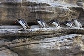Rockhopper penguins walking on the cliff - Falkland Islands ; returning to their colony after fishing