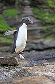 Rockhopper penguin jumping from a rock - Falkland Islands