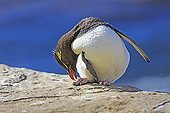 Rockhopper penguin scratching his legs - Falkland Islands