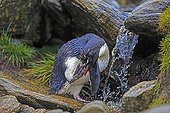Rockhopper penguin grooming is close to a source - Falklands
