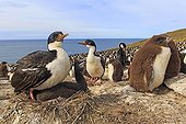 Colony of Rockhopper penguins and White-bellied Cormorants 