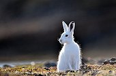 Arctic hare sitting in tundra - Scoresbysund Greenland