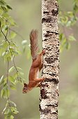 Red squirrel down along a trunk - Finland