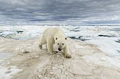 Polar Bear walking on the ice - Hudson Bay Canada