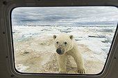 Polar Bear looking on the ice - Hudson Bay Canada ; Looks into Boat Window on Sea Ice