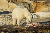Polar bear feeding on remains of Beluga - Hudson Bay Canada  ; remains of Beluga Whale killed by Native hunters 