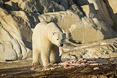 Polar bear feeding on remains of Beluga - Hudson Bay Canada  ; remains of Beluga Whale killed by Native hunters 