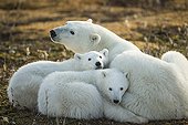 Polar bears resting on bare tundra - Hudson Bay Canada 