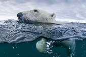 Polar bear swimming - Hudson Bay Canada