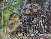 Black Grouse female and a chick at nest - Finland