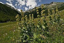 Great yellow gentian in bloom in Catalonia - Spain