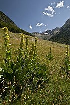 Great yellow gentian in bloom in Catalonia - Spain