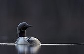Black-throated Diver on water - Rokua Finland
