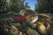 Sockeye Salmon under water - Adams River Canada