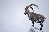 Old male Alpine Ibex in snow - Alps Switzerland 