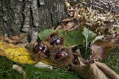 Chestnuts in their bug on ground - Monts d'Ardèche France 