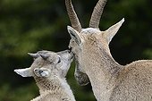 Female Alps Ibex and young - Creux du Van Switzerland 