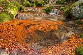 Dead leaves swirling in a river - Bauges Alps France 