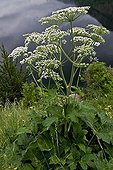 Hogweed in bloom in Catalonia - Spain