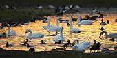 Bewick's Swans swimming at sunrise in winter - GB