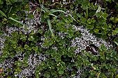 Bog blueberry and cladonia in Catalonia - Spain