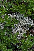 Bog blueberry and cladonia in Catalonia - Spain