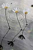 Oxeyedaisy nearly underwater in Catalonia - Spain