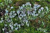 Cup lichens and mosses in Aragon - Spain