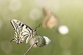 Old World Swallowtail on flower in scrubland - France