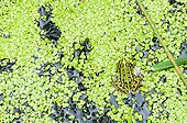 common water frog on duckweed