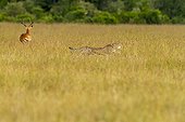 Cheetah running in Savannah - Masai Mara Kenya 