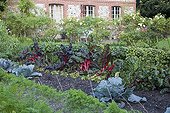 Red cabbages and chards in a kitchen garden