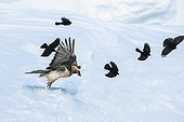Lammergeier and Alpine Chougs in flight in winter - Alps Switzerland