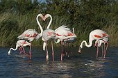 Greater flamingos in shallow water - Camargue France