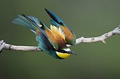 European Bee-eater starting to fly - Bulgaria