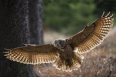 Eagle Owl in flight - Czech Republic