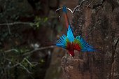 Green winged Macaw in flight - Mato Grosso Brazil